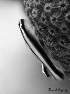 Duo in B&W by Raoul Caprez 